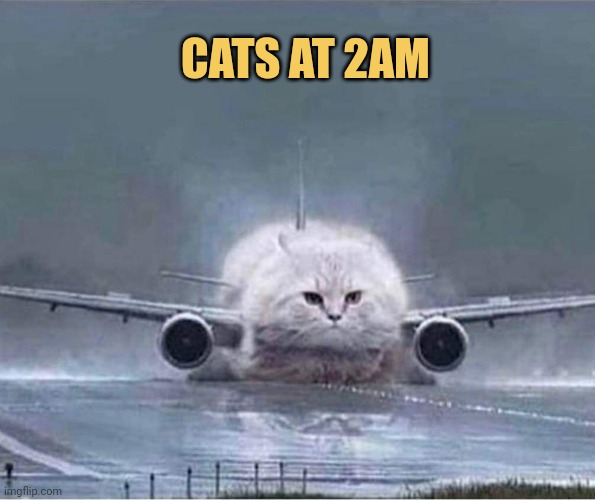 meme nobody cats at 2 am