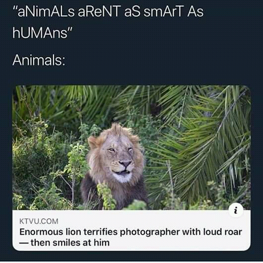 meme retarded lion