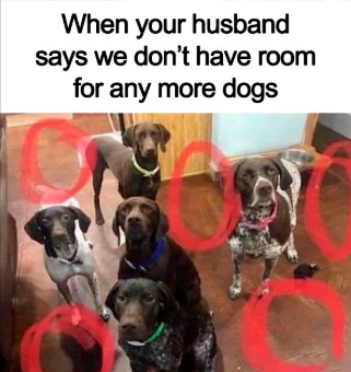 More dogs? meme