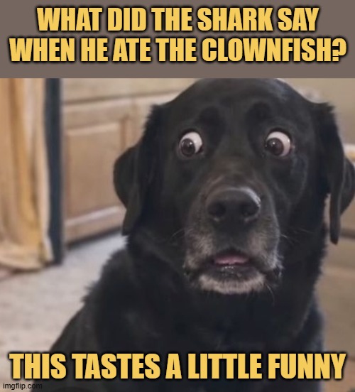 I was a clownfish meme