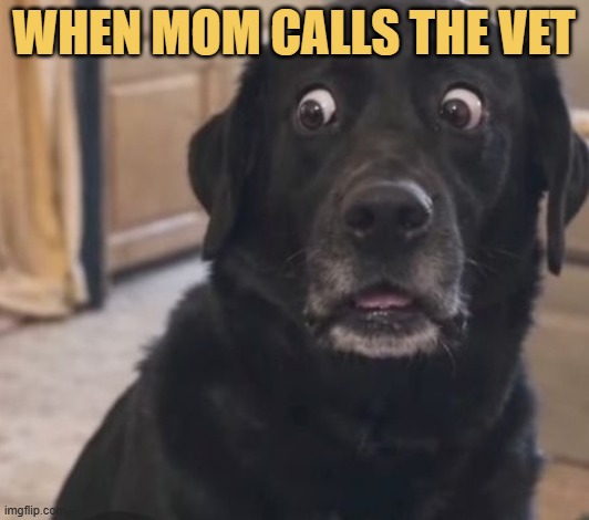 This meme is for dogs