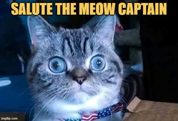 America's best meow captain meme