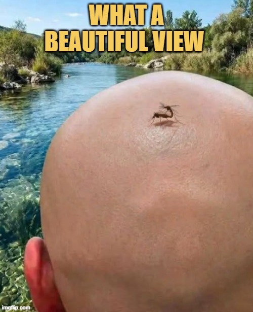Enjoy the view guys meme