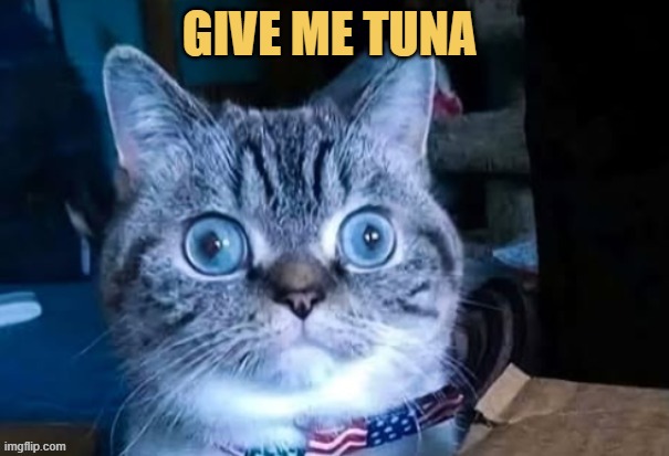 Where is my tuna? meme