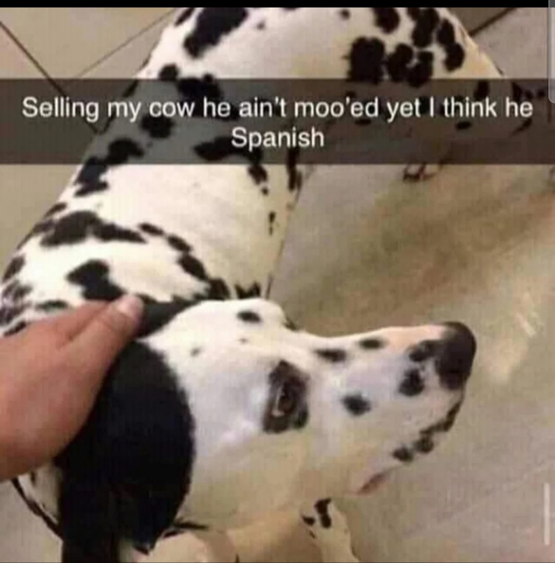 wat da dog doin meme