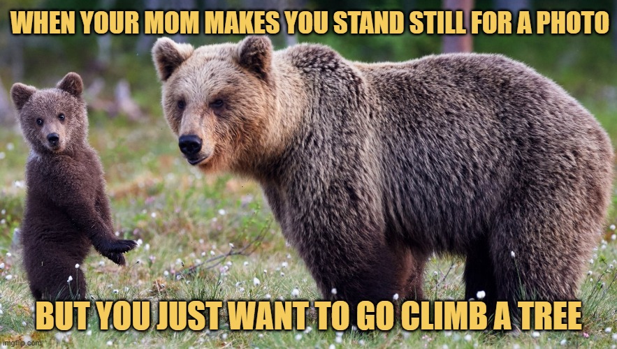 I am just a tiny bear cub meme
