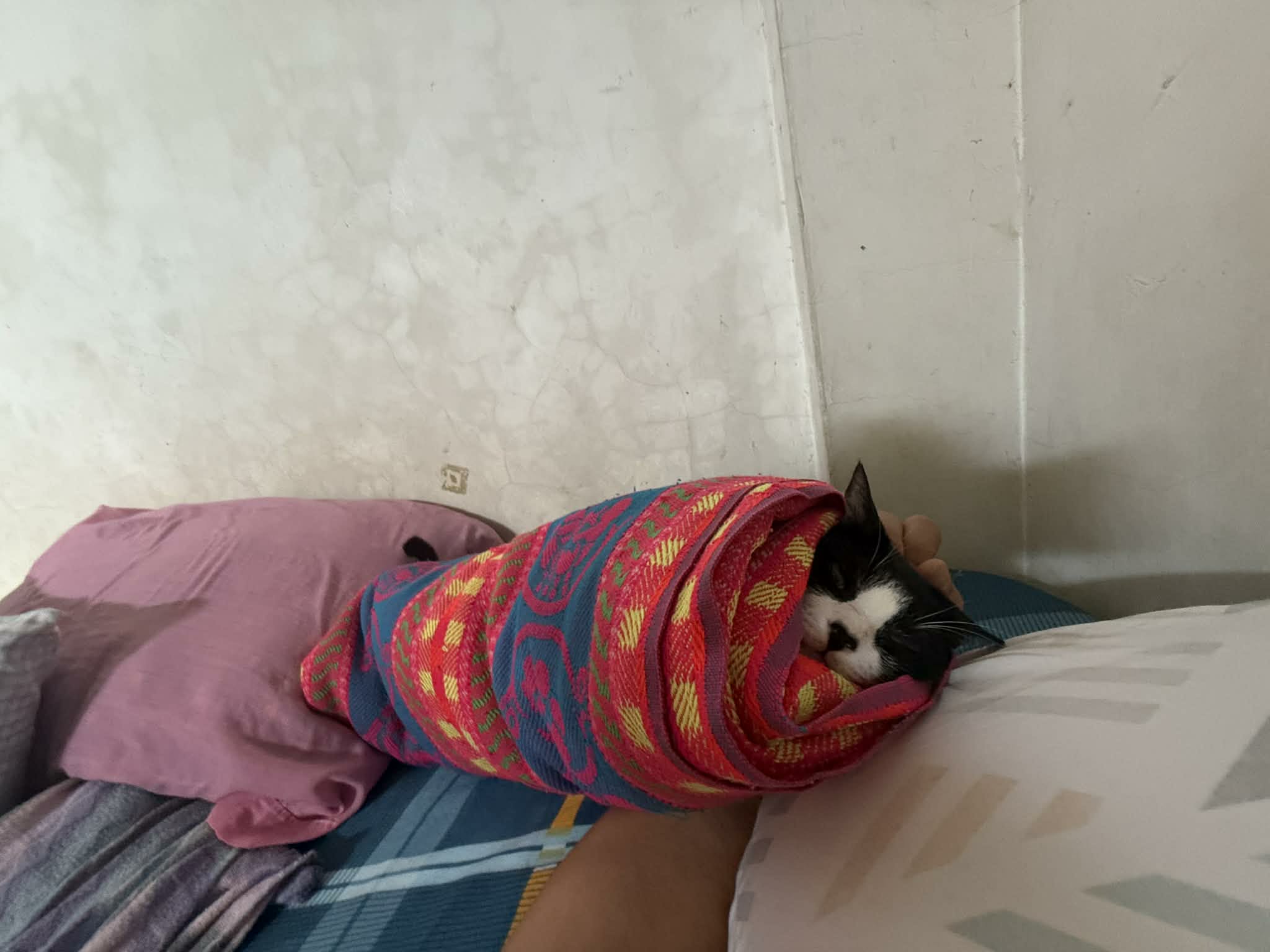Doesnt want to sleep beside you

Prcoeeds to burrito roll the cat meme