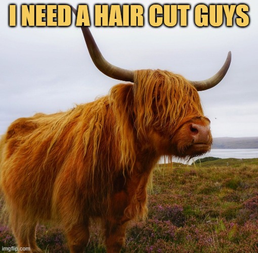 Suggest me a good barber shop please :) meme