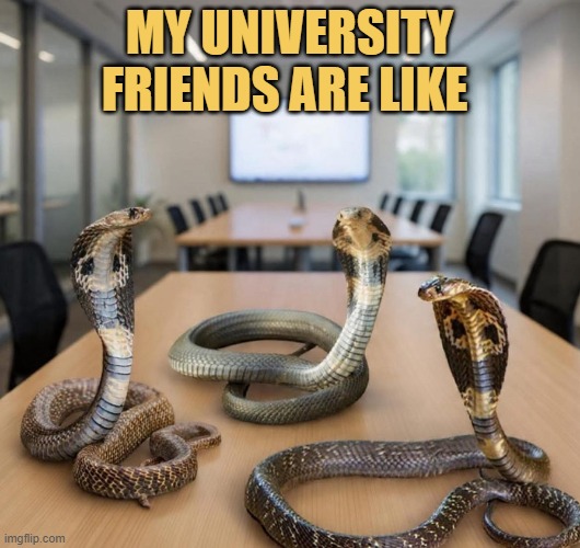 All snakes ready to back bite  meme