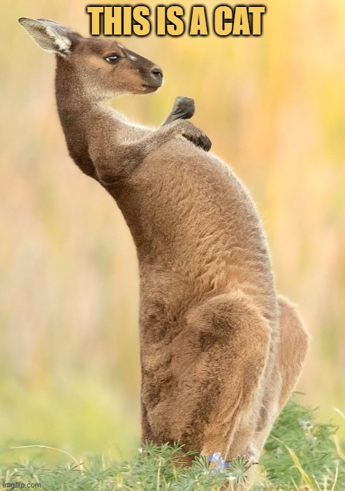 what animal do you see in the picture? meme
