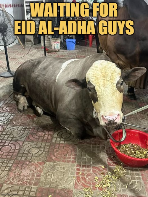 enjoy my delicious meat guys :) meme