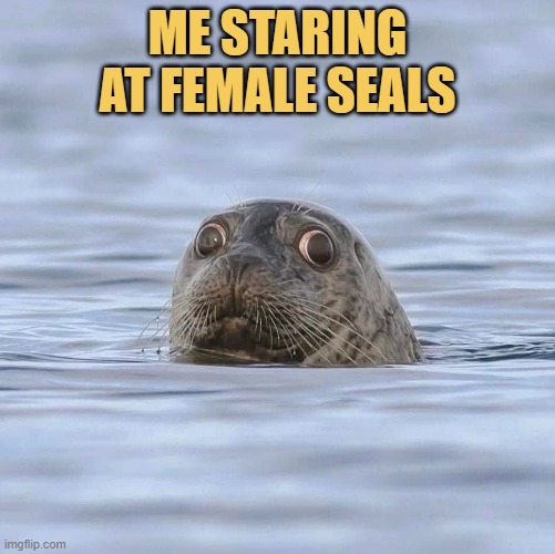 me all day if i was a seal meme