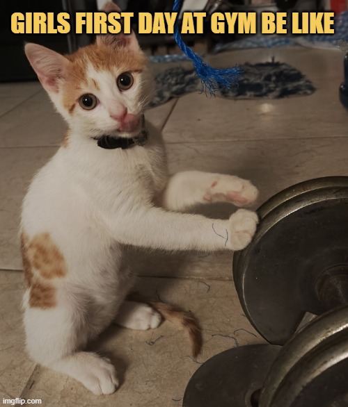 gym girls lol meme
