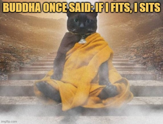 i am the cat buddha meme