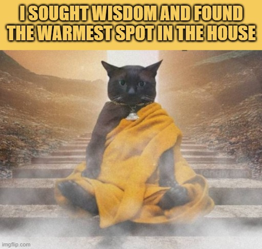 wisdom is beautiful meme