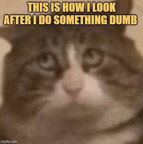 i am just a dumb cat meme