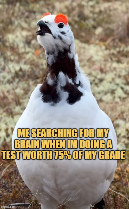 Where is my brain
