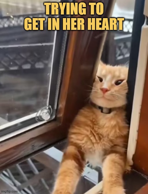 anything for my crush meme