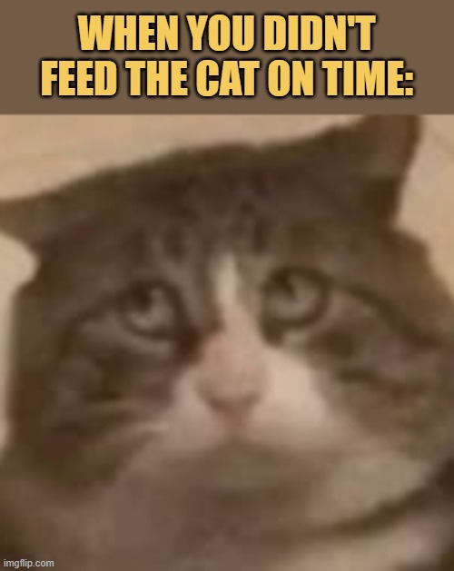 Feed the cat