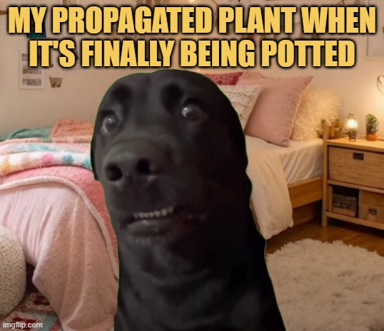 that dumb weird look meme