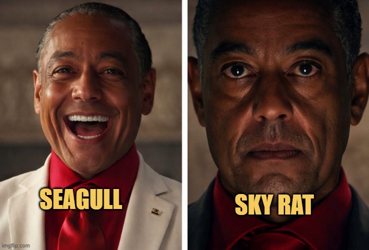 Seagull or sky rat?