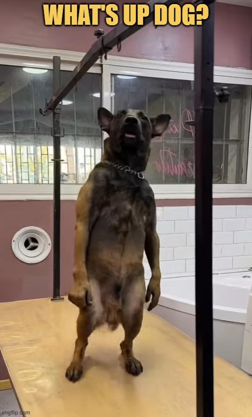 big dog is here meme