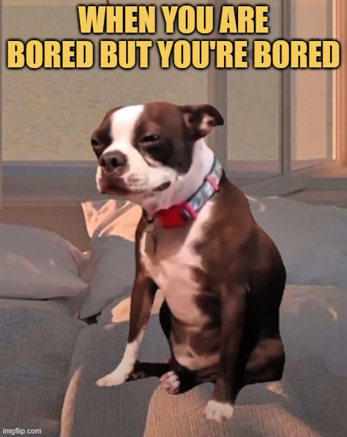 When you are extremely bored