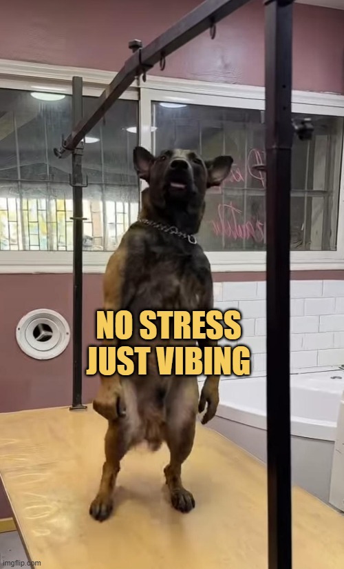 This dog be like