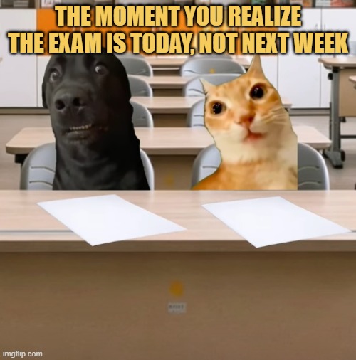 holly molly someone rescue me meme