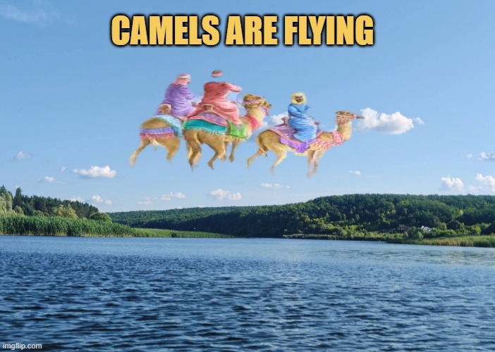 wow! camels fly too meme