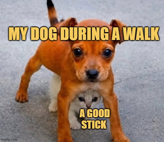 Dogs after finding a stick