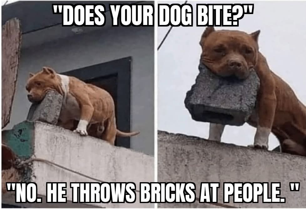 guard dog. meme