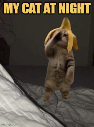 my cat at every night meme