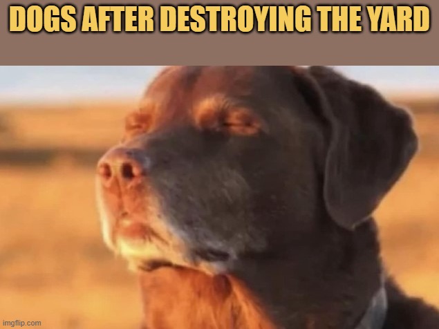 Dogs are evil