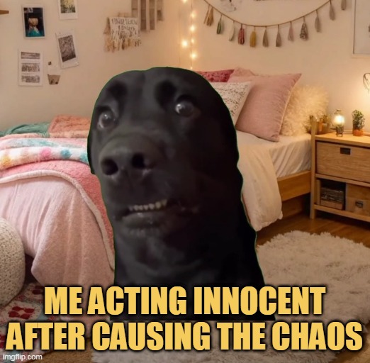 i did nothing wrong.... meme