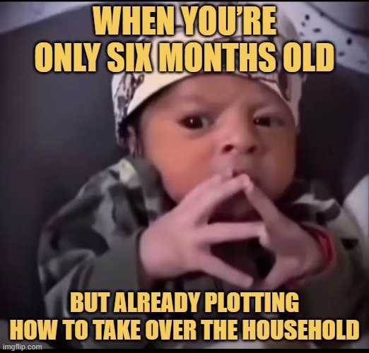 but already plotting how to take over the household.jfif meme
