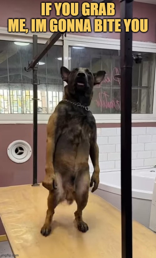 scary dog meme
