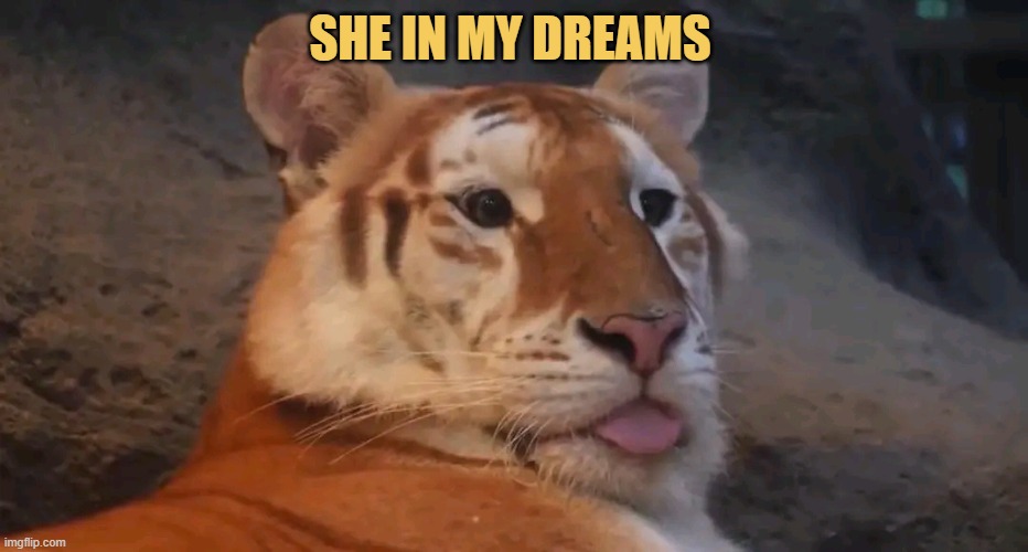 She is dumb but cute  meme