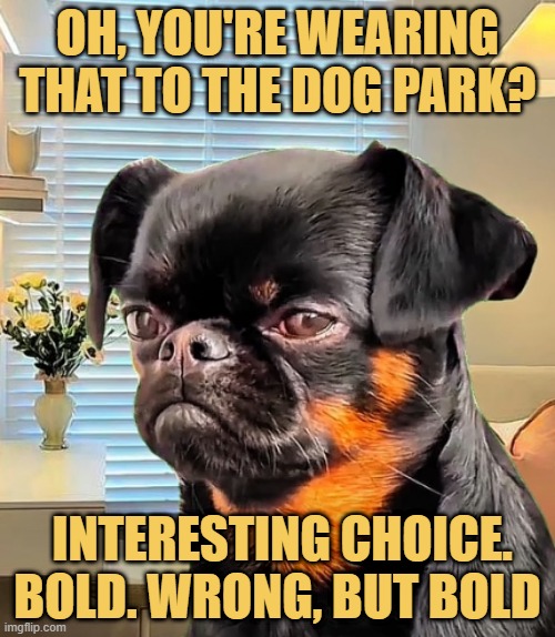 The fashion critique meme