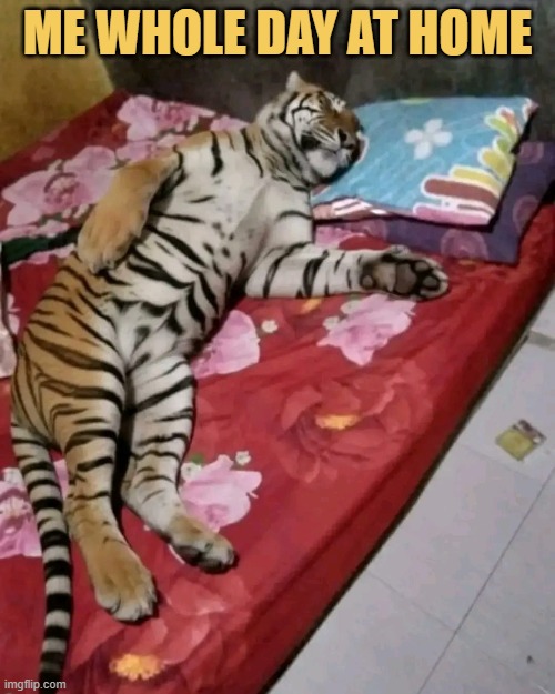 I only eat and sleep  meme