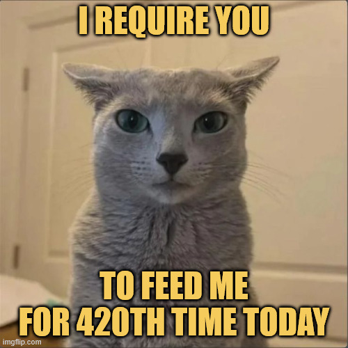 average cat meme