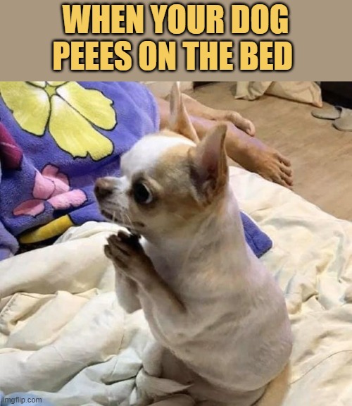dogs are nasty meme