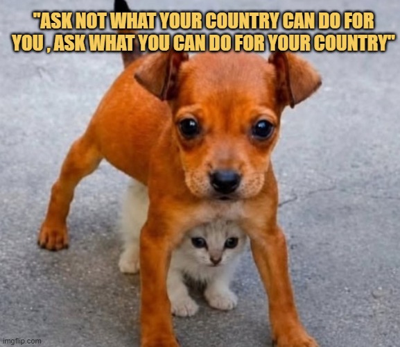 dear patriot meme