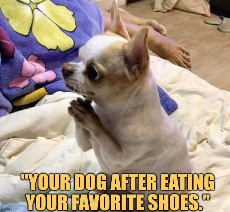 My dog is apolozing to me