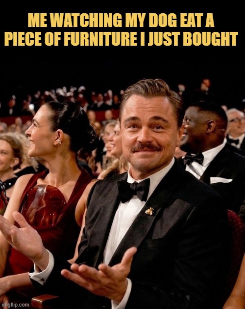 My dog really thinks he pays the rent around here meme