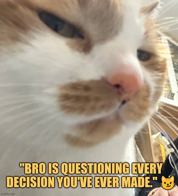 My cat judging me in every single way