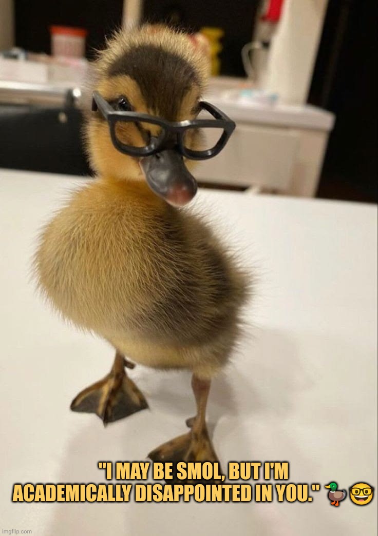 even the duck is brilliant than mine meme
