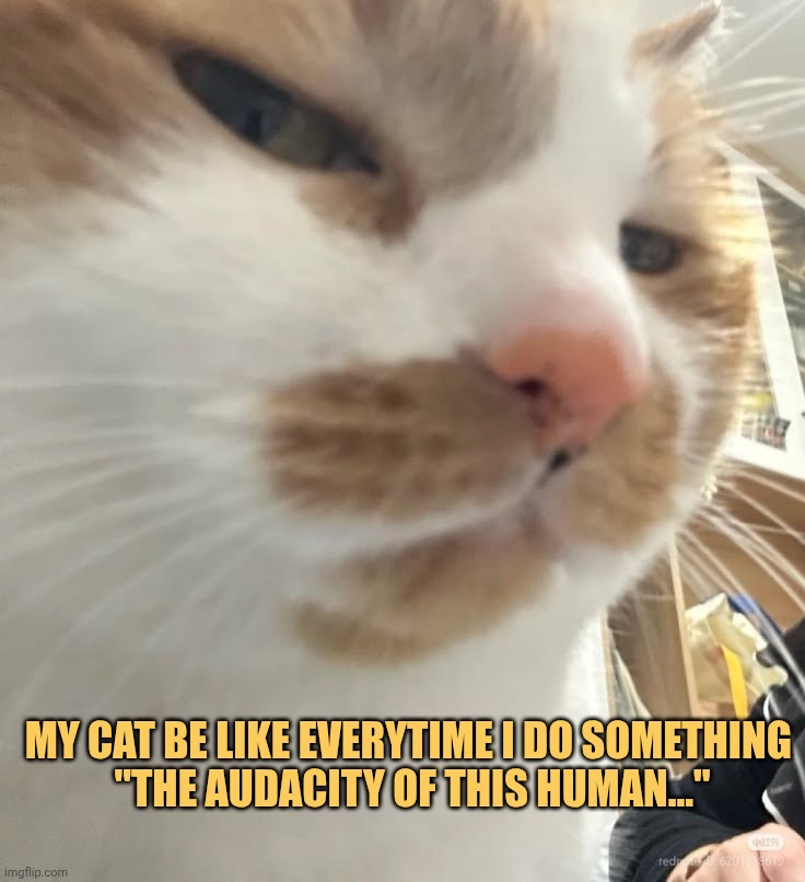 my cat can't tolerate me meme