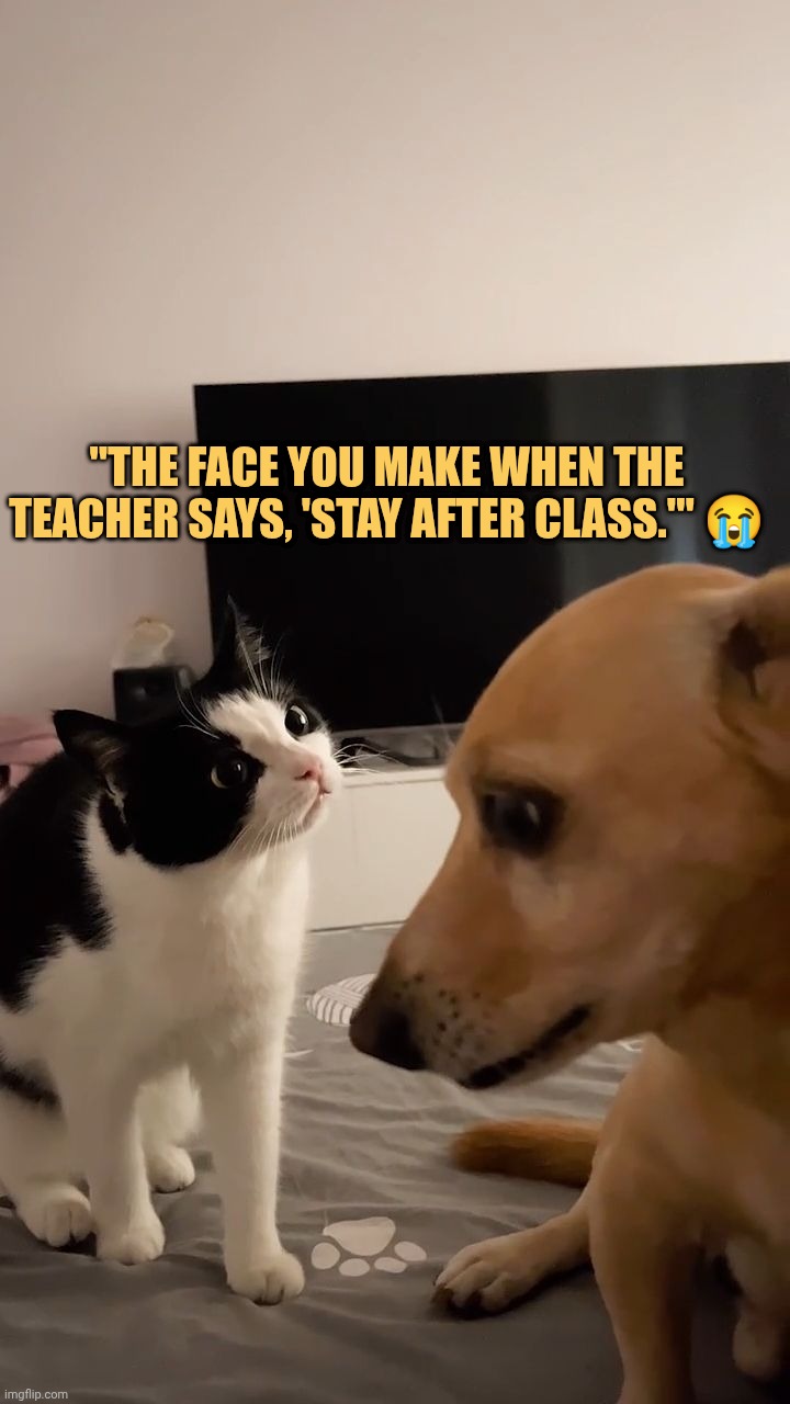 Sorry sir