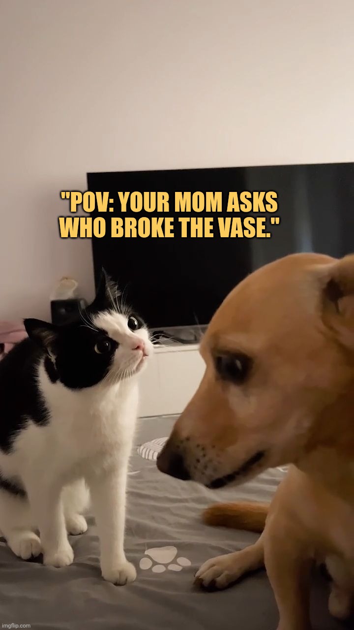 mom didn't believe me meme